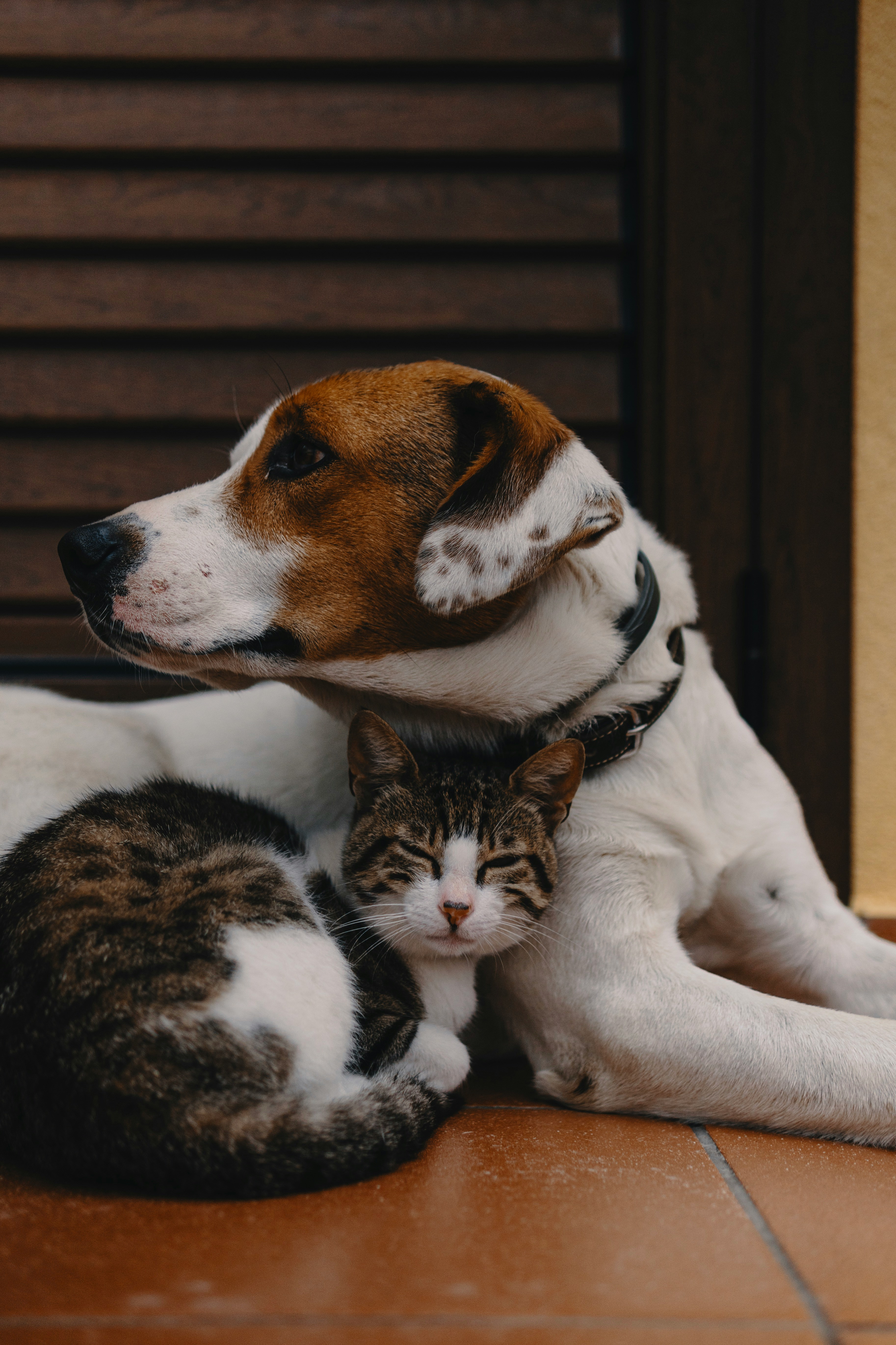 Pet Friendly Spaces