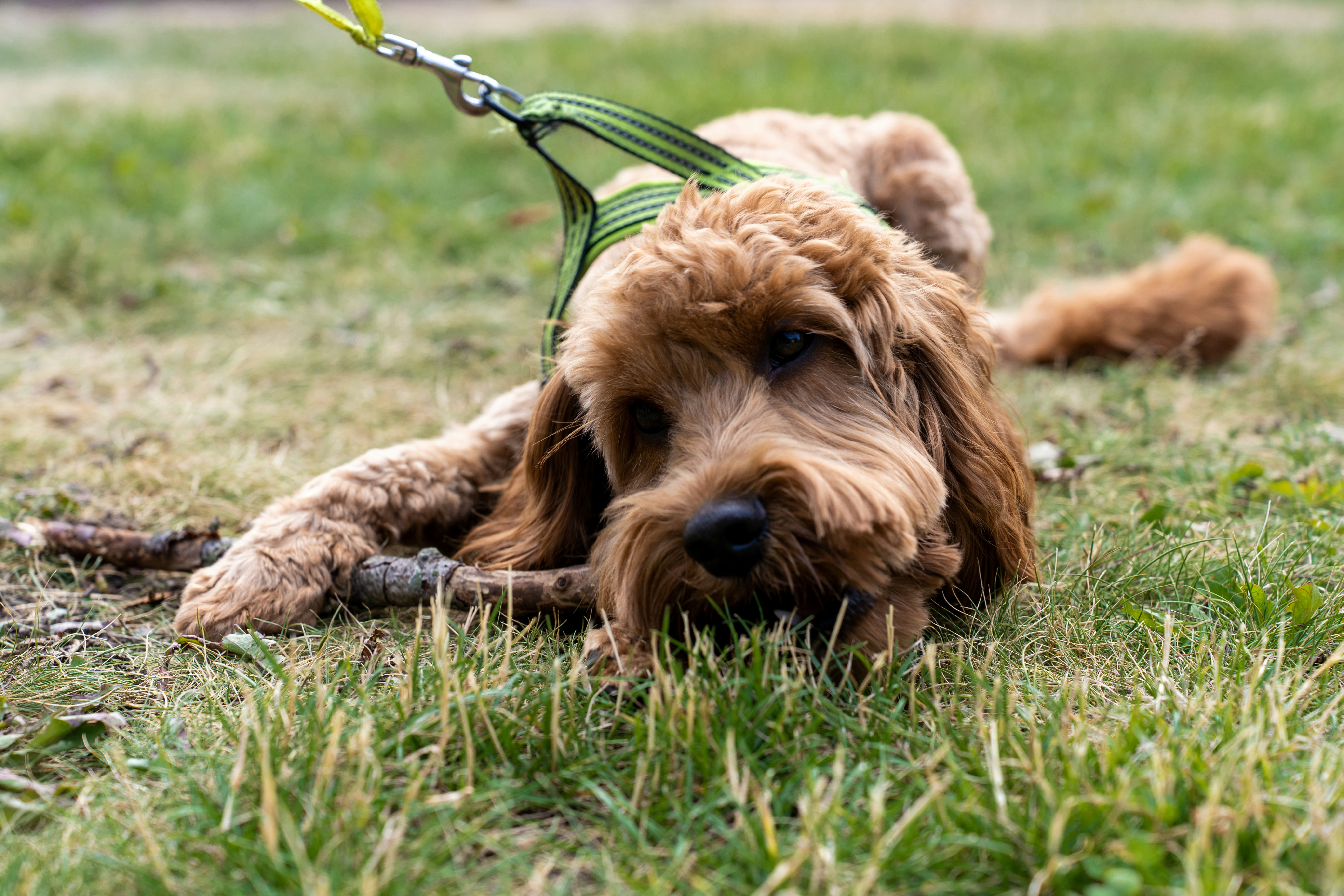 Dog Boarding
