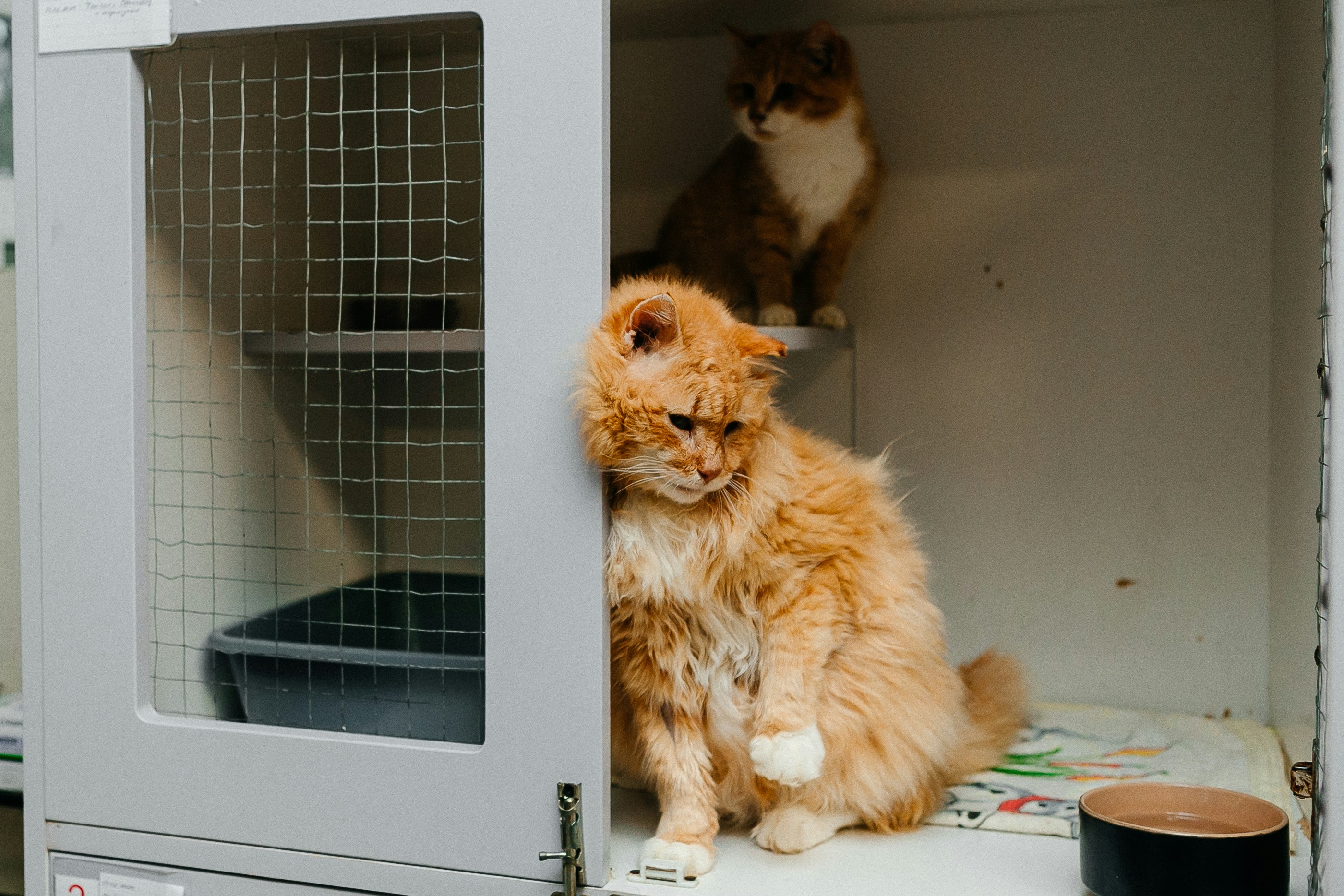 Cat Boarding