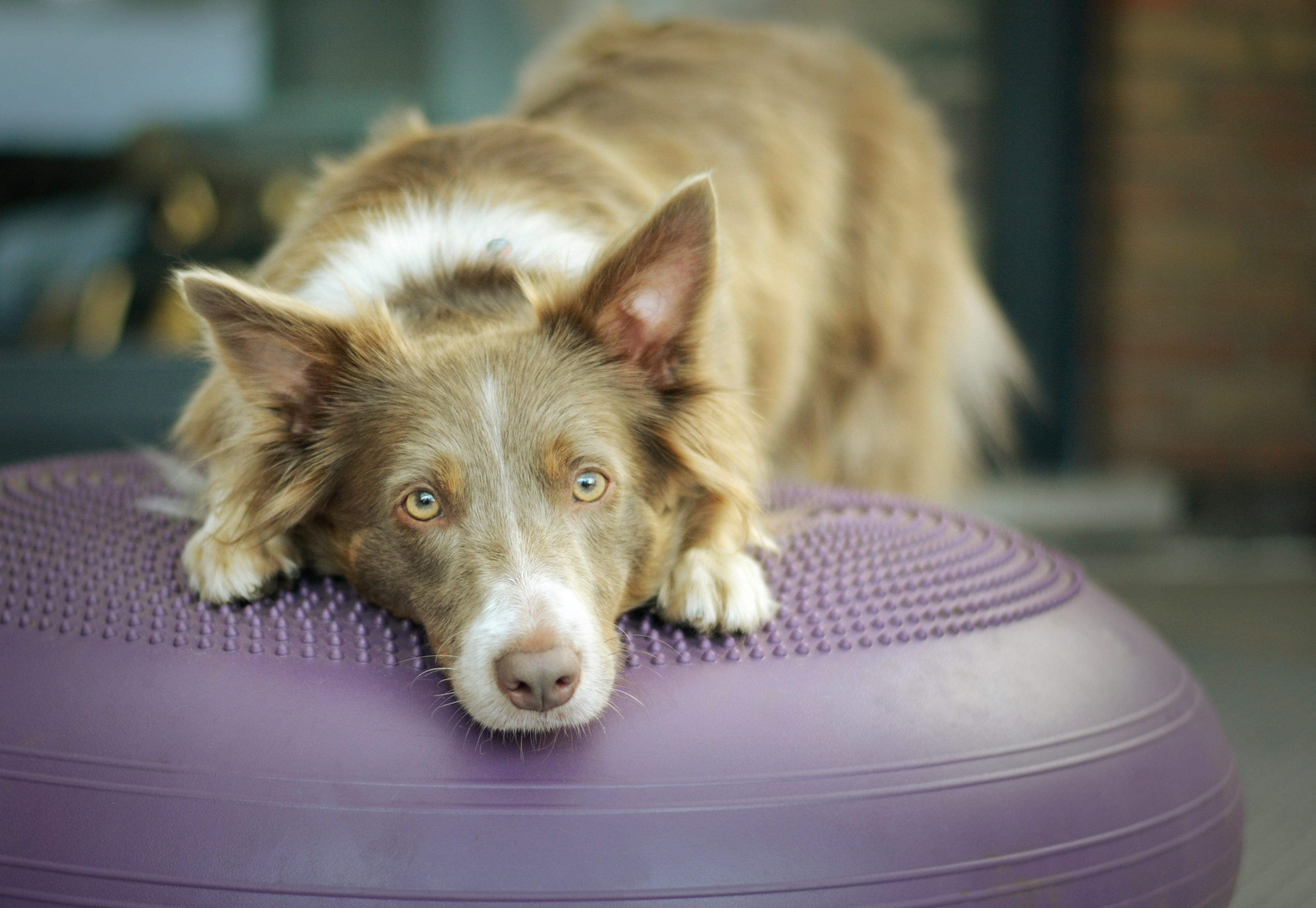 Pet Physiotherapy