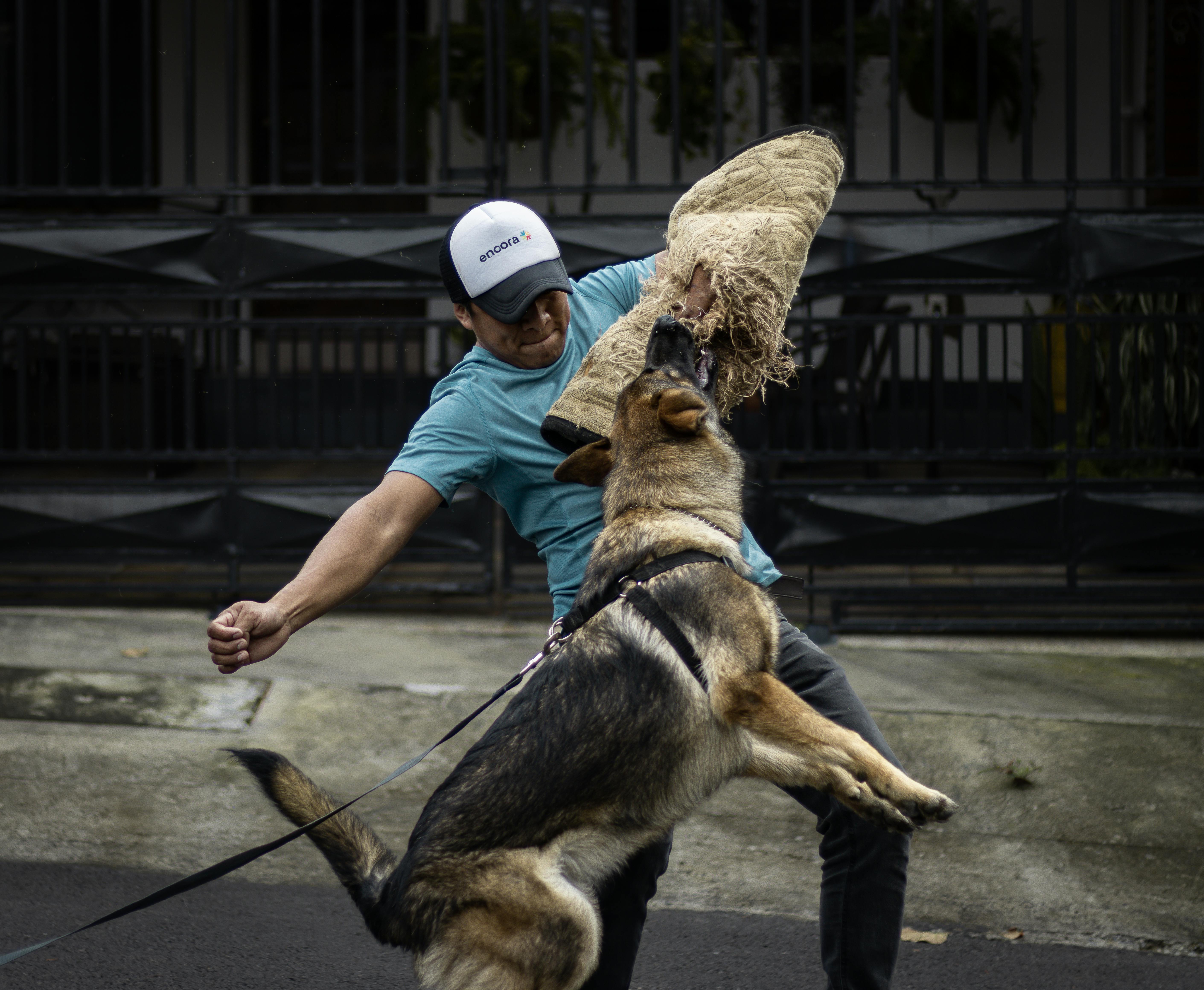 Dog Training